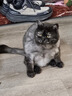 Orijen渴望猫粮 成猫幼猫干粮 全价通用无谷原味鸡肉进口5.4kg效期25/12 实拍图