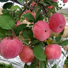 沂蒙山旮旯沂源红苹果富士苹果绿色食品认证脆甜多汁山泉灌溉办公家居零食 沂源红苹果65-70#4.5-5斤(净重4.5斤) 4.5-5斤(净重4.5斤) 实拍图