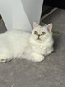 冠能猫粮成猫猫粮鸡肉味7kg 全价猫粮 稳固免疫 适口性强 实拍图