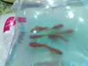 金鱼草金鱼观赏鱼冷水好养耐活小鱼苗锦鲤 2-4cm 红草金买3条送3条（加备损） 实拍图