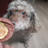 疯狂小狗宠物狗零食磨牙肉干0添加训犬奖励 天然之味 西葫芦鸭肉脆100g 实拍图