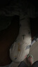多米贝贝（Tomibaby）孕妇枕护腰侧卧枕侧睡枕孕托腹枕头孕期睡觉抱枕专用神器垫靠用品 实拍图