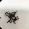 张一元茶叶茉莉花茶特级香茗50g*6袋 浓香花茶 配礼袋 实拍图