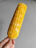 陆路雪新鲜速冻粘黄白玉米东北特产黏糯玉米甜糯玉米嫩糯粗粮早餐黏软香 1300g 实拍图