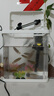 最萌鱼缸新款家用小型观赏鱼鱼缸三合一节能水泵过滤制氧一体机乌龟缸 24X17X28（带盖豪华套餐） 实拍图