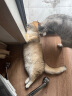 奥丁（ODIN）猫粮 鲜肉美毛 幼猫成猫美短英短蓝猫暹罗猫 鱼肉味天然猫粮2kg 实拍图