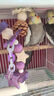 BIRDSTORY小太阳牡丹和尚鹦鹉解闷自嗨啃咬天然攀爬玩具磨牙松果鸟笼内装饰 【解闷自嗨】松果小人【1个装】 实拍图