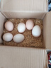 京喜加土鸡蛋 新鲜鸡蛋山林自养 生鲜溏心蛋 卤蛋早餐京东买菜40g正负5g 鸡蛋6枚装240g+【活动专属】 实拍图