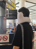 梦多福真空级降噪丨U型枕旅行飞机护颈枕便携坐车睡觉神器脖子颈椎靠枕 护颈支撑丨深度降噪-山川蓝旗舰 高枕慢回弹记忆棉填充 实拍图