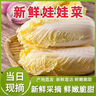 【超市品质】新鲜精品娃娃菜现砍现发小包装新鲜蔬菜生鲜产地直发 新鲜娃娃菜1*(3棵)*1包 实拍图