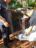 晗畅 网格片宠物防逃网片铁网封窗户网超市展示架幼儿园挂墙防锈网片 100x60cm白色网格 实拍图