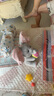 趣巢小吉象躲猫猫大象婴幼儿玩具0-6月抬头练习哄娃神器小象玩偶 实拍图