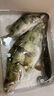 正品过江风凤钓鱼饵料自带诱鱼剂手竿钓饵野钓台钓专用鲫鲤鱼饵料 1包-加强版【新客装-贵在运费】 实拍图