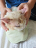 普安特宠物猫咪耳螨狗狗滴耳液耳炎真菌滴耳药耳臭瘙痒化脓红肿尔滴克 实拍图