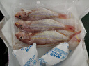 海钓红衫鱼 新鲜速冻金线鱼 潮汕海鲜冷冻水产品金丝红衫鱼红三鱼 一斤2-3条（去肚前500g) 实拍图