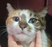 博来恩(Broad line)猫咪体内外同驱去跳蚤L号进口原研药成猫单支装 实拍图