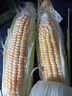 中鲜生云南水果玉米 新鲜甜玉米 现摘玉米棒 生鲜蔬菜可生吃火锅食材 5斤 【净重】约5-8根 实拍图