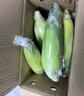 佳农宝菜山东新鲜水果玉米单根275g+鲜甜多汁4-7根净重4.6斤源头直发 实拍图