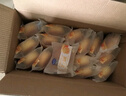 港荣蒸蛋糕奶香480g面包饼干蛋糕早餐休闲食品西式糕点纯蛋糕甜品礼品 实拍图