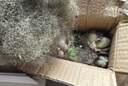 多肉植物精选图片品种发货照图办公室室内阳台桌面图片品种指定品 如图九颗【不含盆土】 实拍图