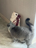 沃趣 猫砂20斤膨润土猫砂低尘咖啡味猫沙猫咪用品 实拍图