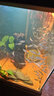 森森（SUNSUN）大型鱼缸底过滤水族箱客厅家用落地玻璃生态金鱼缸 【实时温显+灯控】经典黑 0.6米长35cm宽 实拍图