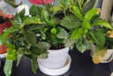 带花苞浓香型栀子花室内绿植盆栽四季开花桌面花卉净化空气好养活 大盆栀子花+螺纹盆+带花苞+肥料 实拍图