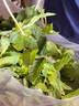 绿食者 新鲜薄荷叶 Mojito调酒茶饮泡水装饰可食用薄荷叶香料蔬菜 500g 实拍图