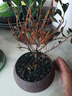 开时果 小叶赤楠盆景摆件 办公室桌面绿植花卉好养盆栽植物源头直发包邮 【热销款】舍得紫砂盆+黑石+底座 实拍图