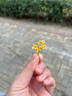 云南白药牙膏口腔护理经典套装 护龈亮白祛渍 清新口气3支装535g+牙刷2支 实拍图