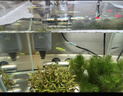 森森（SUNSUN）鱼缸过滤器壁挂式过滤泵水族箱乌龟缸三合一过滤设备 HBL-302 3W（适合20-50cm缸） 实拍图
