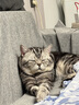 皇家室内成猫粮 I27 通用粮 12月以上 2KG 实拍图