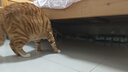 麦富迪猫粮 超肉粒冻干双拼幼猫粮免疫护肠胃 三文鱼2kg 实拍图