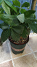 发财树盆栽大植物室内办公室桌面客厅小盆景招财树苗绿植花卉盆栽 大单杆发财树 9-12cm【加仑盆】 【送肥料】 实拍图