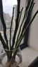 雅卉龙柳干树枝水培龙柳鲜枝水养懒人植物室内客厅落地长杆鲜花1.5米 40-50厘米高无分叉10棵 实拍图