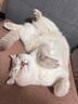 博来恩(Broad line)猫咪体内外同驱去跳蚤L号进口原研药成猫单支装 实拍图
