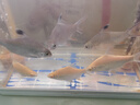 森森（SUNSUN） 鱼缸过滤棉加厚生化棉水族箱过滤器白棉过滤材料 3米长*12cm宽*2cm厚 实拍图