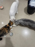 皇家搭档猫罐头成猫幼猫通用猫零食高汤补水鸡肉羊奶奶昔混合85g*24罐 实拍图