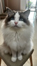 顽皮（Wanpy）鸡肉莓果猫罐头80g*24罐（汤汁型）猫咪零食湿粮 happy100果饭儿 实拍图