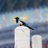 佳能（Canon）RF70-200mm F2.8 L IS USM 远摄镜头 微单镜头 大三元 “小白IS” 实拍图