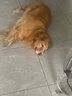 麦富迪狗粮 乖宝乐10kg 幼犬中大型小型犬通用（牛肉蛋黄）金毛泰迪柯基 实拍图