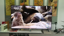TCL电视 55V8L Pro 55英寸 144Hz高刷 QLED量子点 3GB+64GB大内存 4K DeepSeek AI电视 国家补贴20% 实拍图