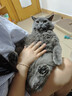 领先三文鱼主食猫条14g*15条成幼猫罐头全价猫粮湿粮零食营养补水 实拍图