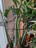九千谷植物支撑架园艺花架阳台花园绣球月季爬藤 半圆25*40CM 3对装6409 实拍图