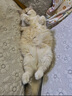 INSTINCT百利猫粮无谷鸡高蛋白鸡生鲜鸡冻干猫粮三文鱼幼猫猫粮成猫全阶段 经典无谷 鸡肉全猫粮 11磅/5kg 实拍图