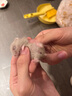 芸灵硫酸新霉素滴眼液宠物猫鼻支眼药水狗狗泪痕结角膜炎流泪抗菌消炎 实拍图