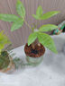 佰花锦新中式铁树小盆栽好养耐活四季常青办公室室内桌面精致小盆景 铁树宝宝+懒人吸水盆 整体高度11-20cm 实拍图