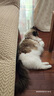 皇家皇家室内成猫粮 I27 通用粮 12月以上 10KG 实拍图