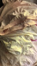 好孩子（gb）儿童内裤女 母婴A类女孩纯棉内裤 5A抗菌平角内裤女-3条装粉红 实拍图