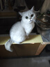 愛肯拿（ACANA）猫粮 海洋盛宴成猫幼猫粮 全价通用无谷进口鱼肉粮5.4kg效期26/2 实拍图